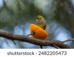 Waxeye Bird Feeding on Oranges