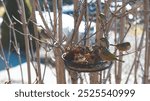 Waxeye birds in a bird feeder spring new zealand