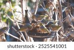 Waxeye birds in a bird feeder spring new zealand