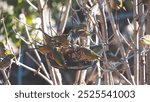 Waxeye birds in a bird feeder spring new zealand