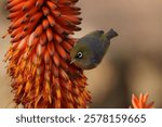 Waxeye on a Red Hot Poker