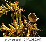 Waxeyes are pollinators for different plants in New Zealand, the flax being one of them