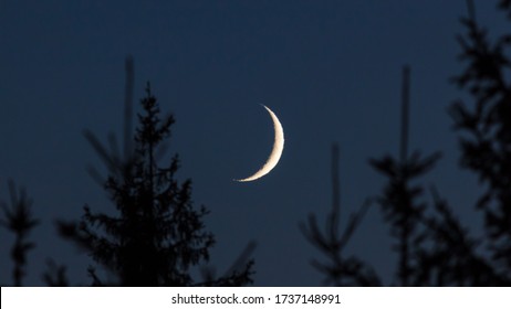 Waxing crescent moon on the dark sky over spruce forest treetops in the evening.