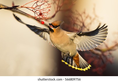 Waxwing