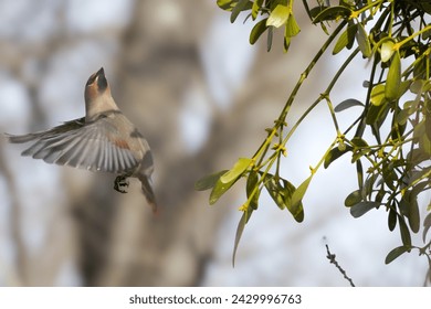 A waxwing bird jumping out of a tree.