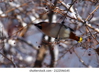 Waxwing Bird And Snow On Tree Branch In Winter City 