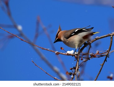 Waxwing Bird And Snow On A Tree In Winter Garden 