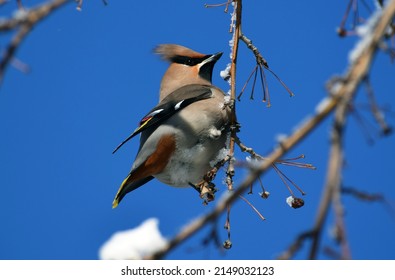 Waxwing Bird And Snow On A Tree In Winter Garden 