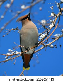 Waxwing Bird And Snow On Tree Branch In Winter Forest 