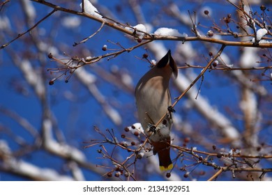 Waxwing Bird And Snow In Winter Forest 