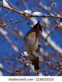 Waxwing Bird And Snow In Winter Garden 