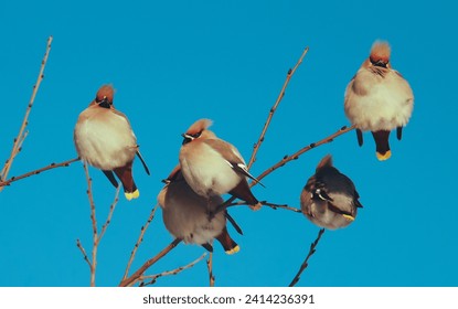 Waxwing birds bask in the bright winter sun, sitting on tree branches.