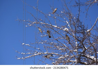 Waxwing Birds And Snow On A Tree In Winter City 