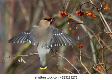 Waxwing (Bombycilla Garrulus) Feeding On Red Berries, Royston, Herts, England, UK.