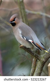 Waxwing (Bombycilla Garrulus), Royston, Herts, England, UK.