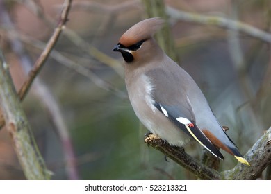 Waxwing (Bombycilla Garrulus), Royston, Herts, England, UK.