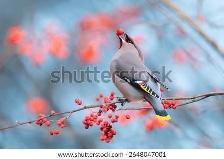 Waxwing on the tree eats berries