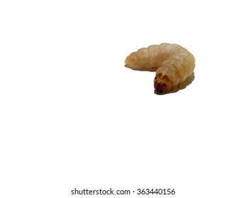 Waxworm