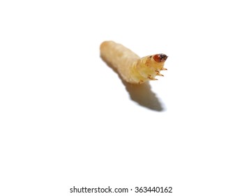 Waxworm