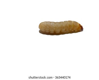 Waxworm