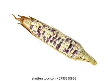 waxy corn isolated on white background  - Shutterstock ID 1735830986