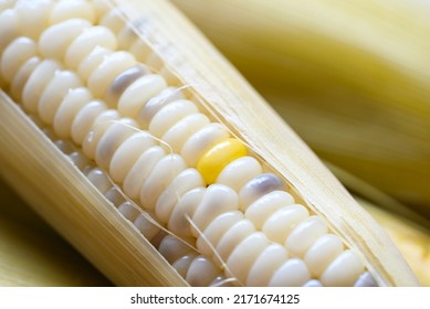 waxy corns or sweet corn cooked background, ripe corn cobs steamed or boiled for food vegan dinner or snack