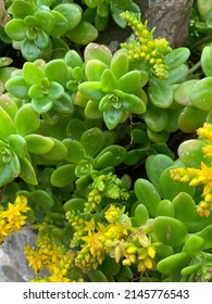 Waxy Flowers In A UK Garden