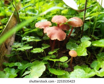 waxy laccaria, is a species of small, edible mushroom with white spores - Shutterstock ID 2253535423
