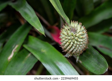 Waxy leaves and green flower of the Aechmea pectinata, an exotic flowering plant in the Bromeliaceae family, native to southeastern Brazil, usually growing in humid forests, in mangroves and on rocks - Shutterstock ID 2239469455