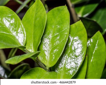 waxy leaves of Zamioculcas plant - Shutterstock ID 466442879