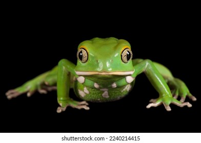A waxy monkey frog and black background  - Shutterstock ID 2240214415