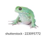 Waxy Monkey Leaf Frog on white background