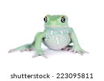 Waxy Monkey Leaf Frog on white background