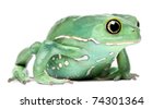 Waxy Monkey Leaf Frog, Phyllomedusa sauvagii, in front of white background