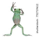 Waxy Monkey Leaf Frog, Phyllomedusa sauvagii, standing in front of white background
