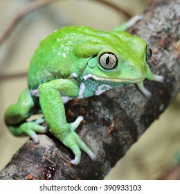 Waxy monkey leaf frog Phyllomedusa sauvagii - Shutterstock ID 390933103