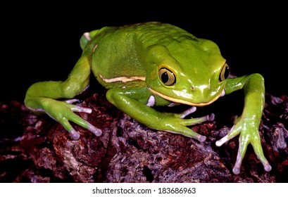 Waxy Monkey Tree Frog.