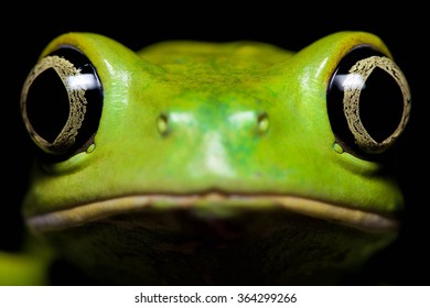 Waxy Monkey Tree Frog