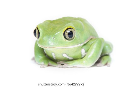 Waxy Monkey Tree Frog