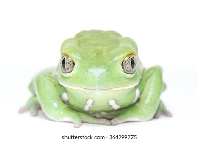 Waxy Monkey Tree Frog