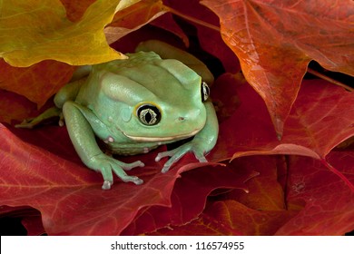 A Waxy Monkey Tree Frog Is Hiding In Some Fall Leaves.