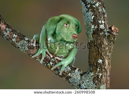 A waxy monkey tree frog is sitting on a branch and seems to have the head of a puppy.