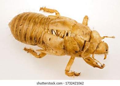 The Waxy Skin Or Exoskeleton Of A Cicada Insect Which It Sheds As Part Of Its Life Cycle.