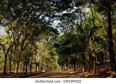 Way between the trees