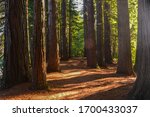 Way between trees in Hamurana Springs in Rotorua, New Zealand