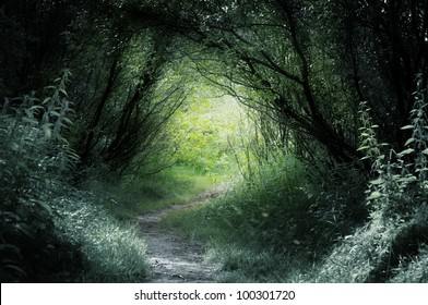 way in deep forest - Shutterstock ID 100301720