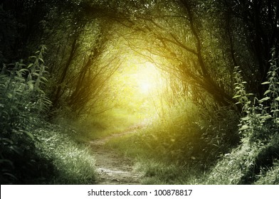 way in deep forest - Shutterstock ID 100878817