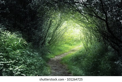 way in deep forest - Shutterstock ID 101264725