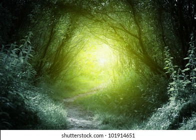 way in deep forest - Shutterstock ID 101914651