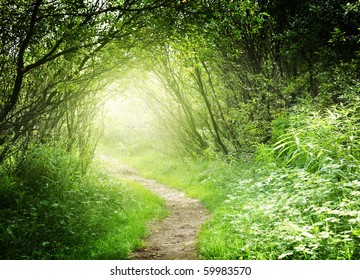 Way In Deep Forest